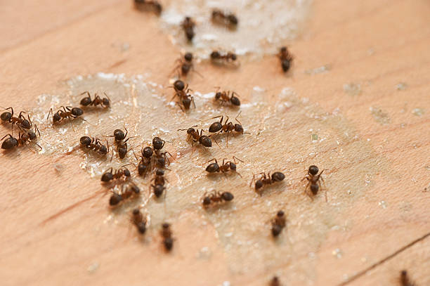 Best Ant Control Services  in Emporium, PA